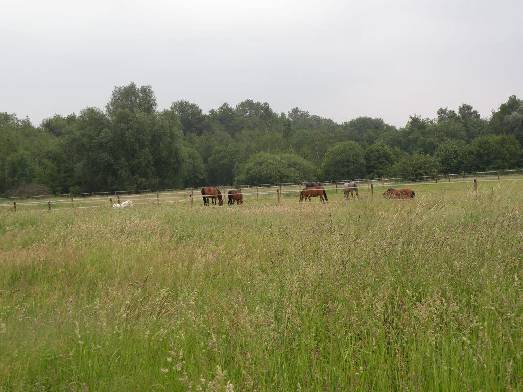 fast täglich auf der Weide